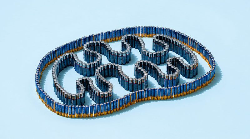 Maintaining the Integrity of Your Mitochondria—The Powerhouses of the Cell